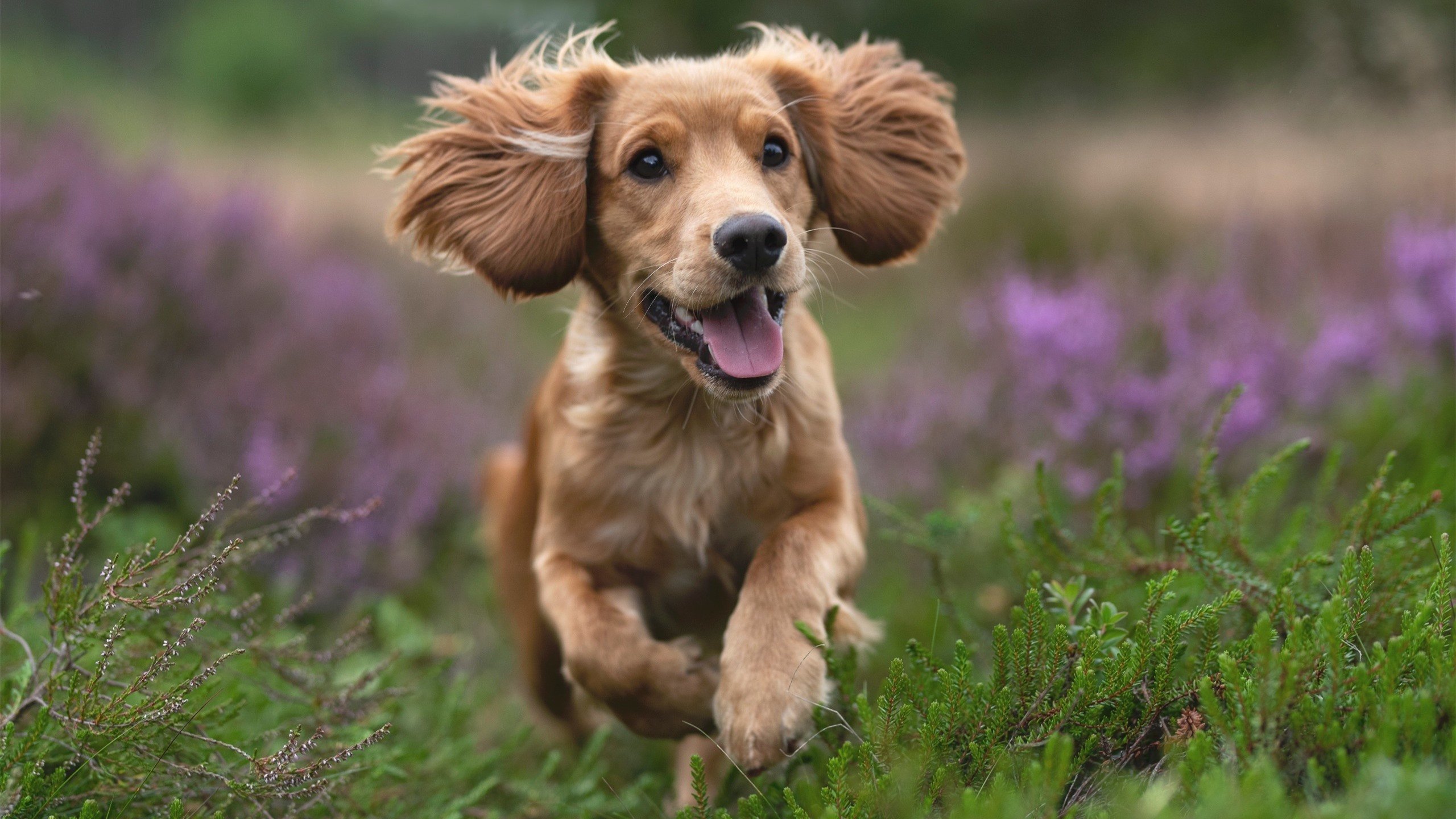 从鹈鹕末节到世界赛场,英格拉姆的接管时刻